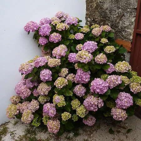 Refugio Da Ti Maria Batalha